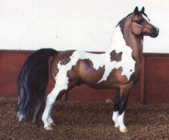 HORSE